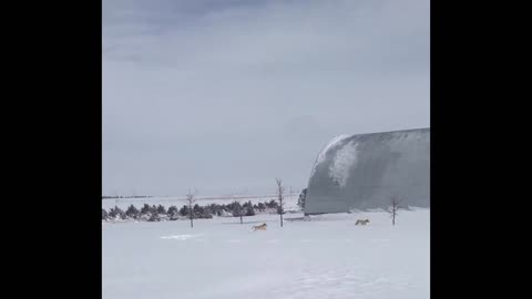 Puppy Snow Race!