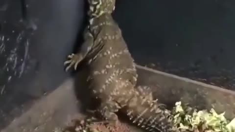 Funny Lizard 🦎🤣