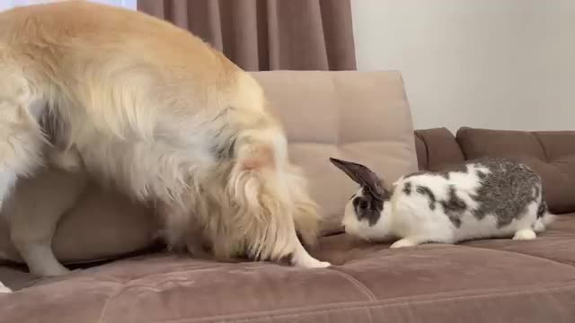 Golden Retriever Meets New Friend Mr.Rabbit