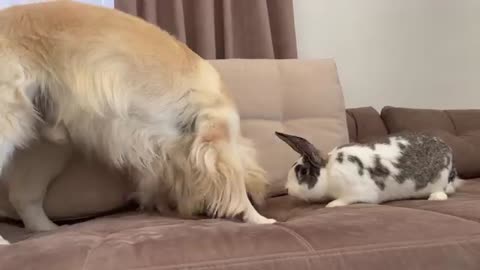 Golden Retriever Meets New Friend Mr.Rabbit