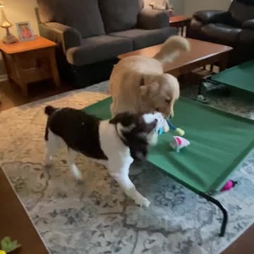 Golden Retriever And Springer Spaniel Brother Playing With a Shark Toy! Part 2! #shortsviral
