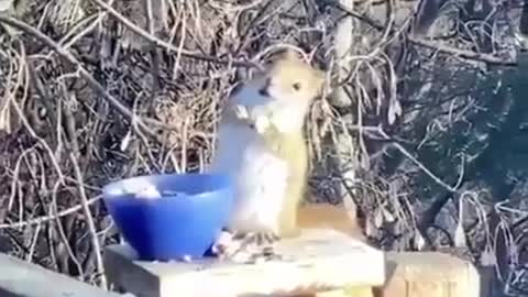 Drunken squirrel!❤️😂😂