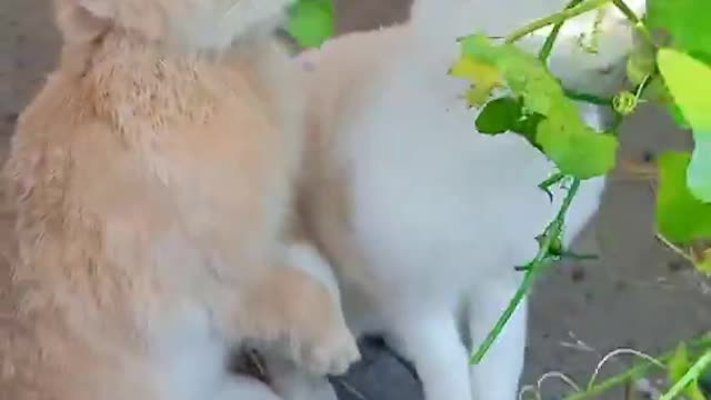Heang animals life