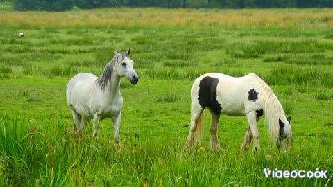 horse grazing