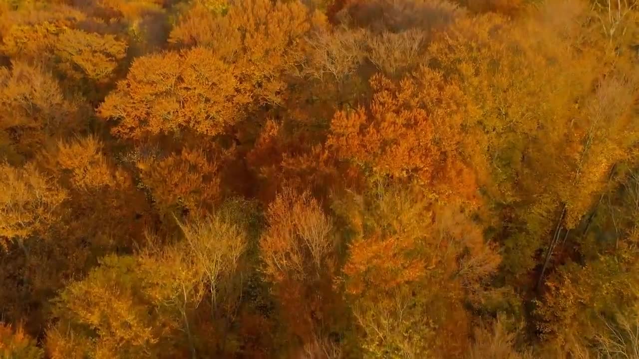 Enchanting Autumn Forests with Beautiful Piano Music