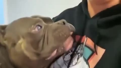 Guard dog
