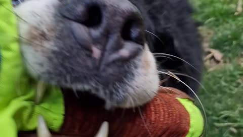 Bernese Mountain Dog loves to play tug of war