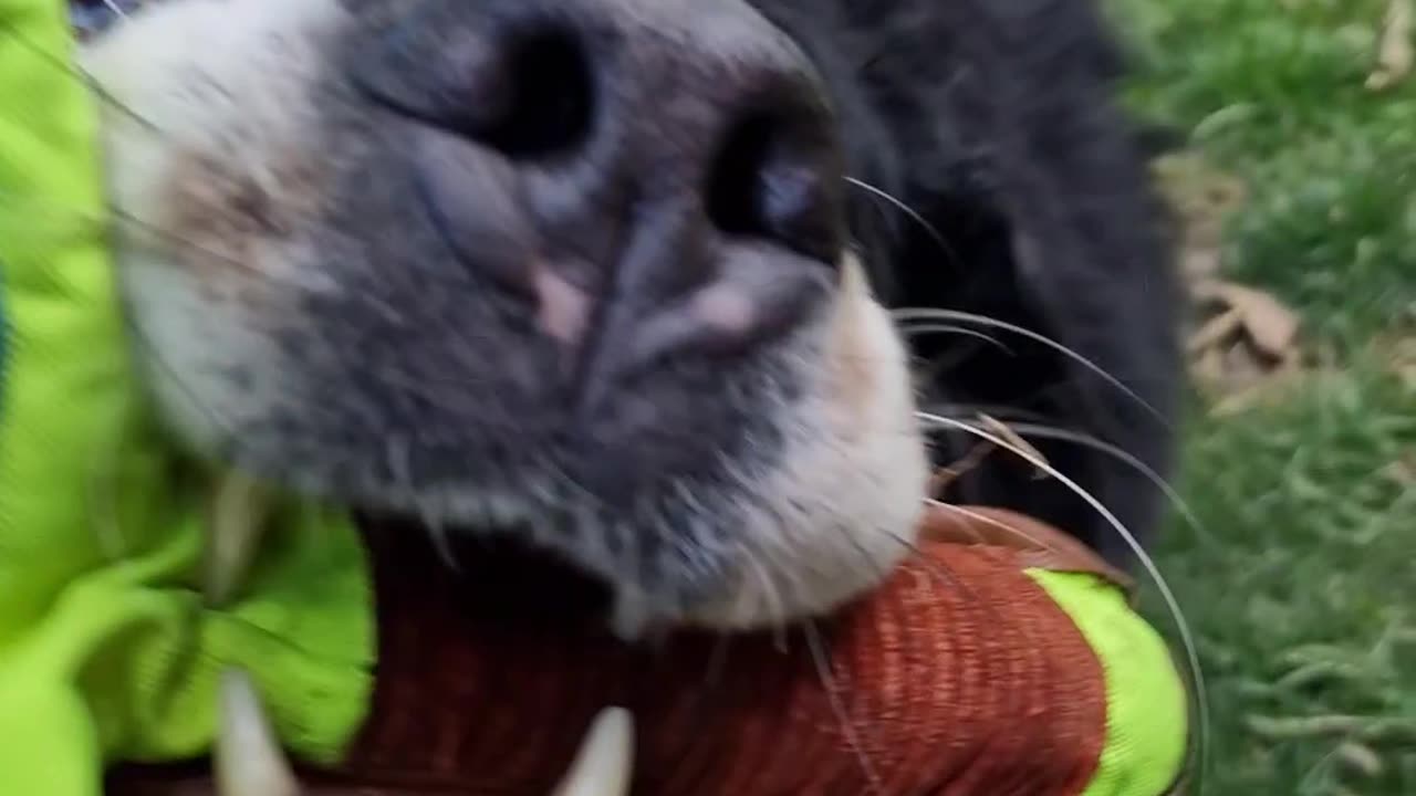 Bernese Mountain Dog loves to play tug of war