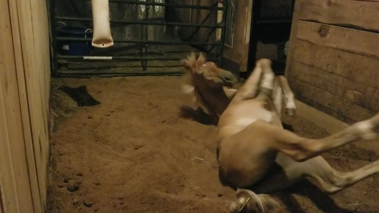 Fresh sawdust