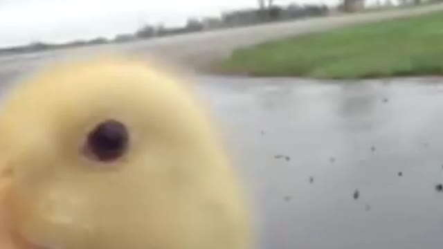 Baby ducks exit on a walk
