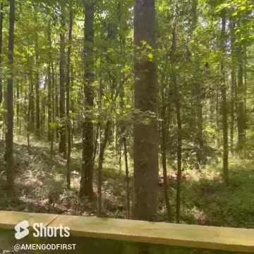 Listening to the birds