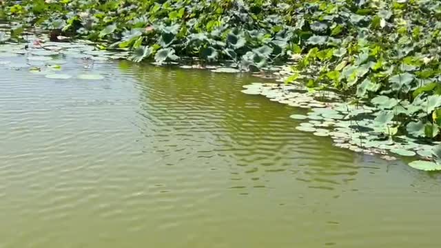 There are many lotus flowers in the pond