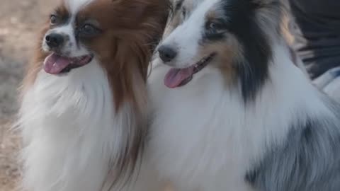 Cute dogs