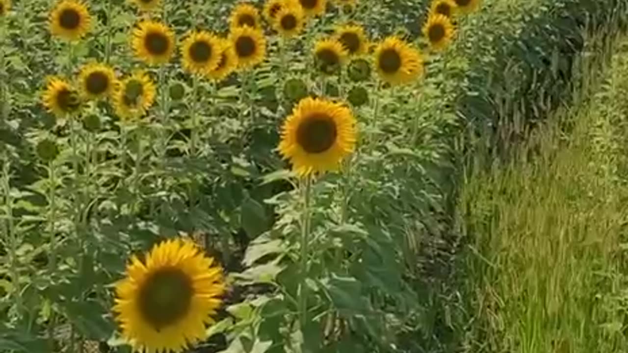 Why Sunflowers suddenly do not love the Sun?