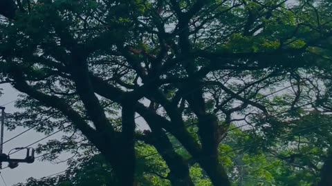 Beautiful Nature