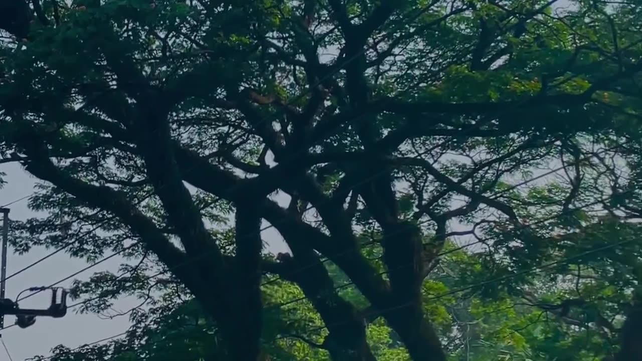Beautiful Nature