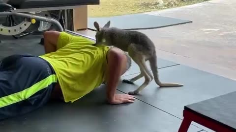 Elite level fitness coaching. 😂🦘❤😍