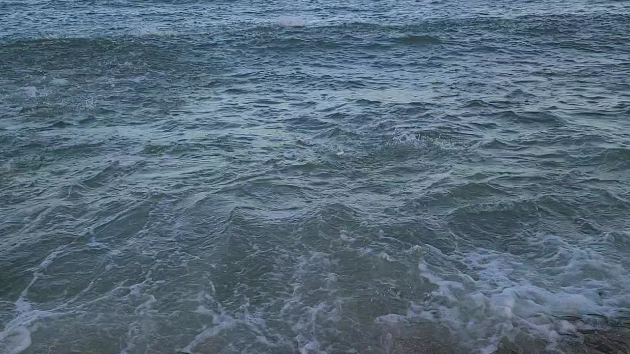 Feeding Frenzy at John MacArthur State Park, Florida - 10/7/2023