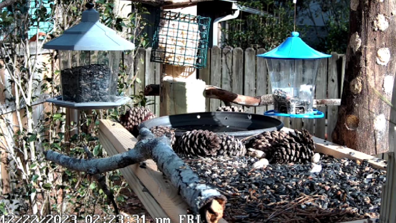 Live outdoor cam