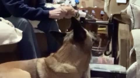 Malinois steals potato peels