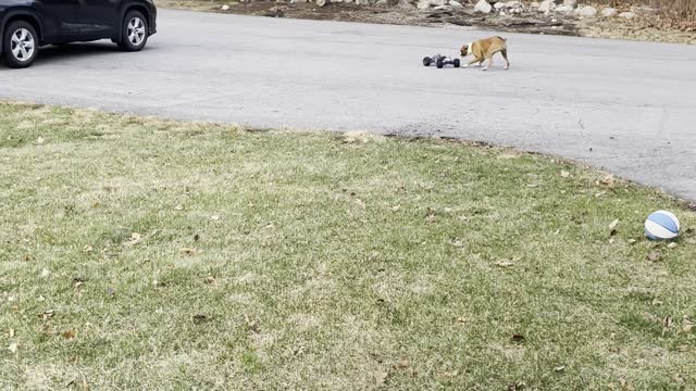 Boxer Worn Out After Racing RC Car