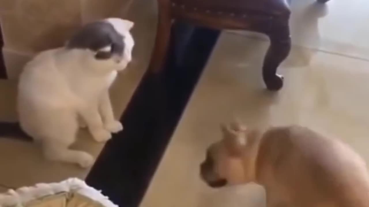 FUNNY CAT ANIMAL VIDEOS