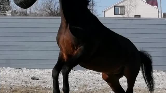 Конь с покрышкой