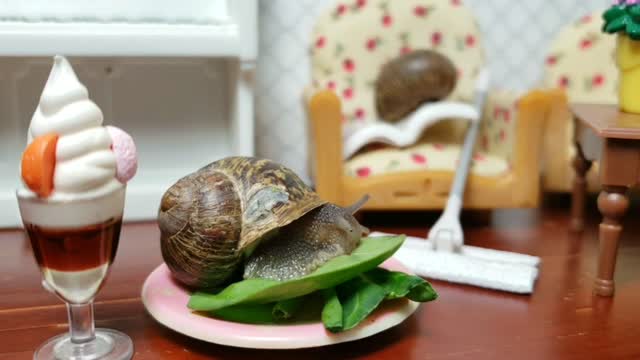 🐌 Snail videos for kids | Garden snail closeup at 2x speed