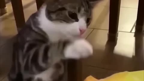 Cat very funny video