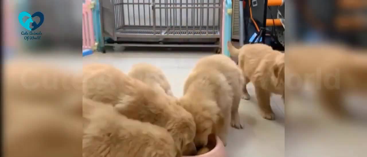 Cute dogs