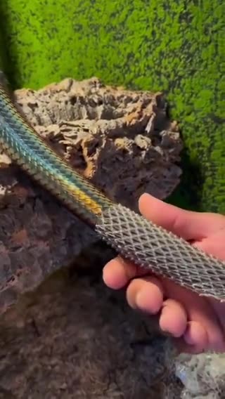 Python Skin Transformation: Shedding the Past