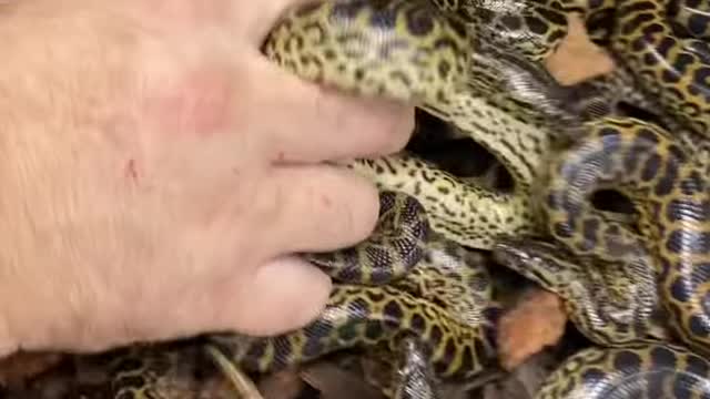 Look at this crazy snake guy..