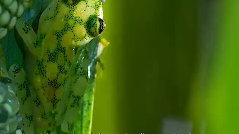 Nature Creature