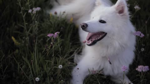 Acute dog laying in the grass.