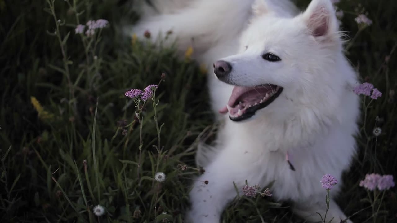 Acute dog laying in the grass.