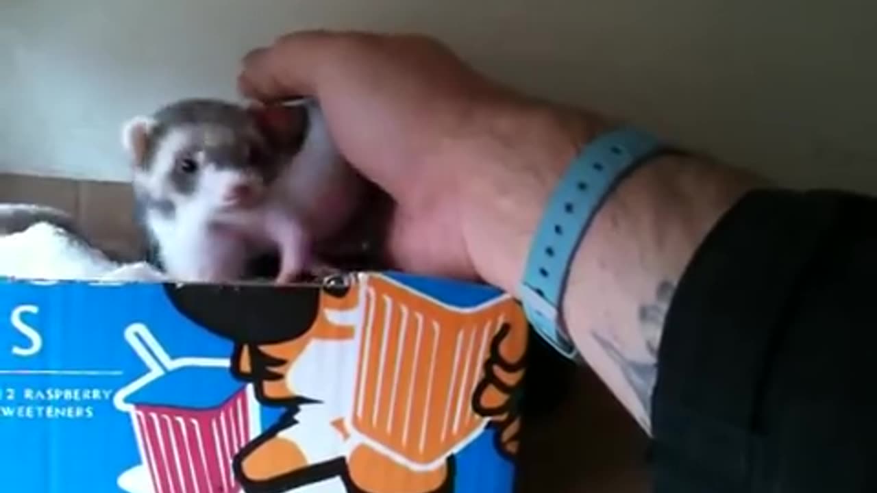 Ferret shows human her babies