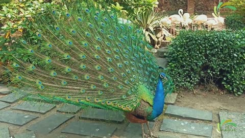 Peacock spreading his tail