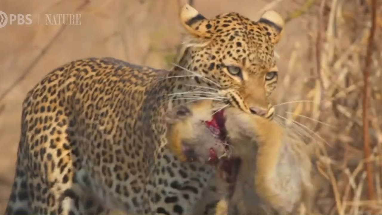 Leopard encountering a Baboon Brigade: The Epic Showdown