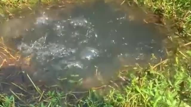 Amazing Fishing 🐟 Best Asian Rural Fishing 🐟