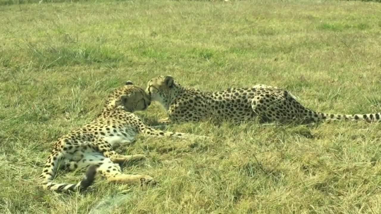 Watch this two Cheetah showing affection.