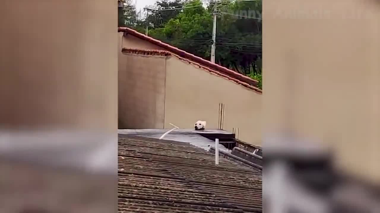 funny cats and dogs