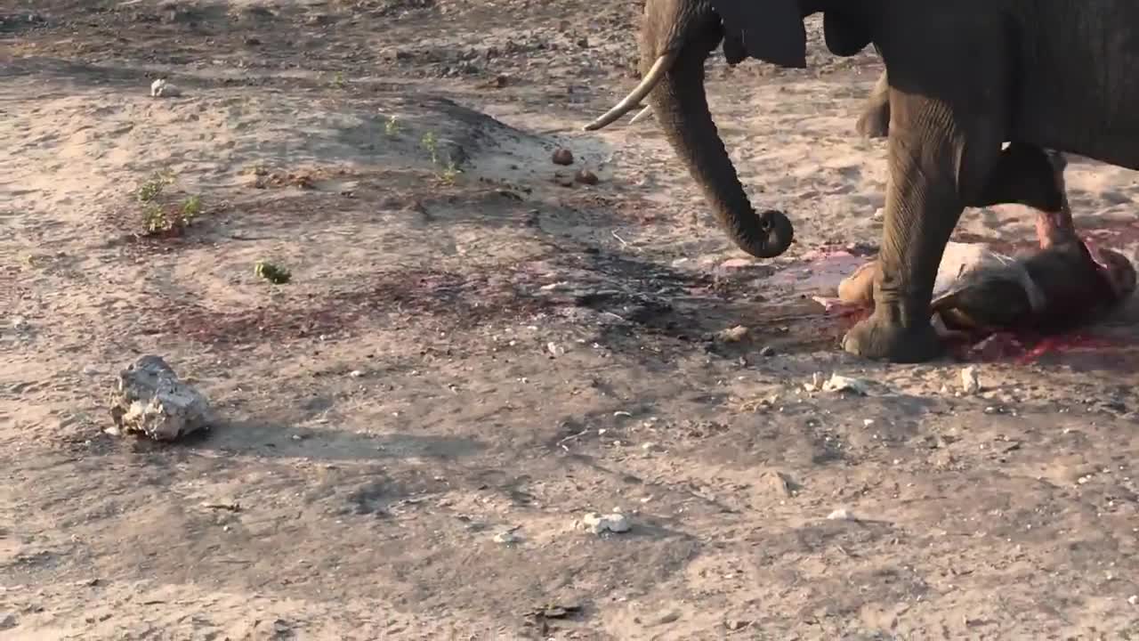 Live elephant birth