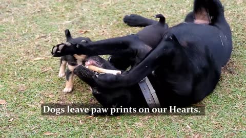 Cute and Funny Dogs Playing Video