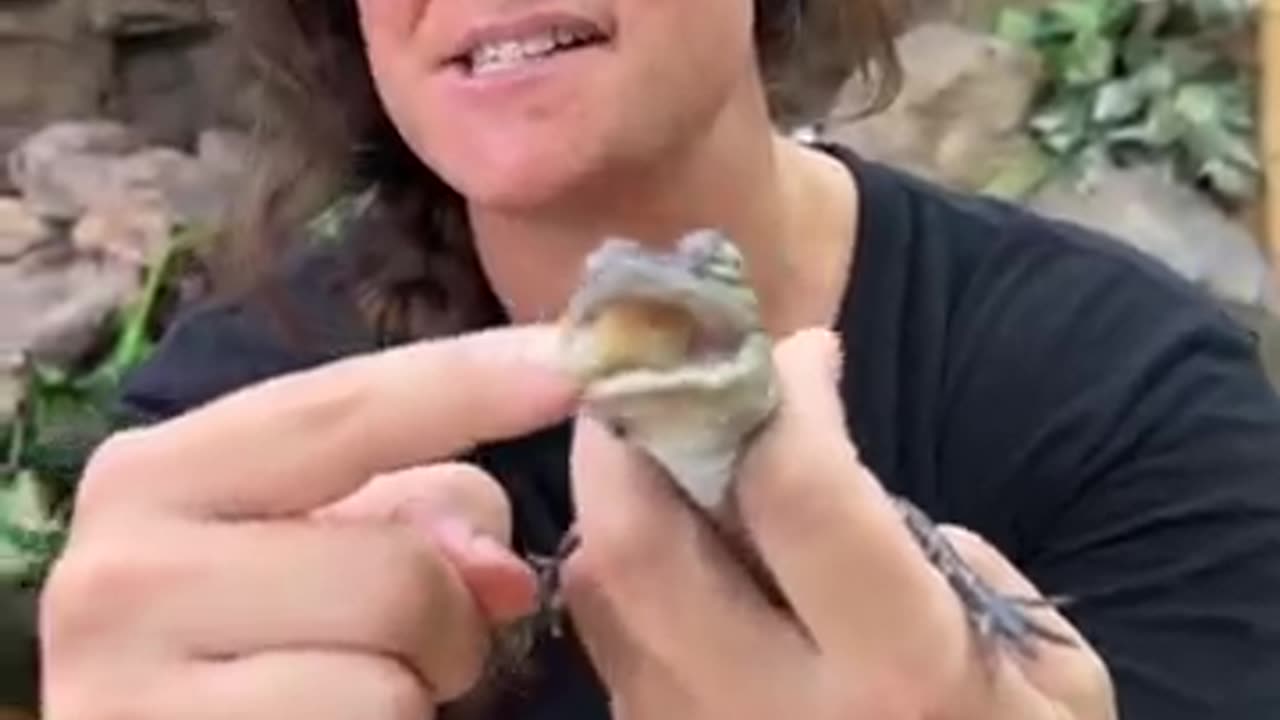 Hand feeding my baby gator went wrong! 🤣 #alligator #shorts