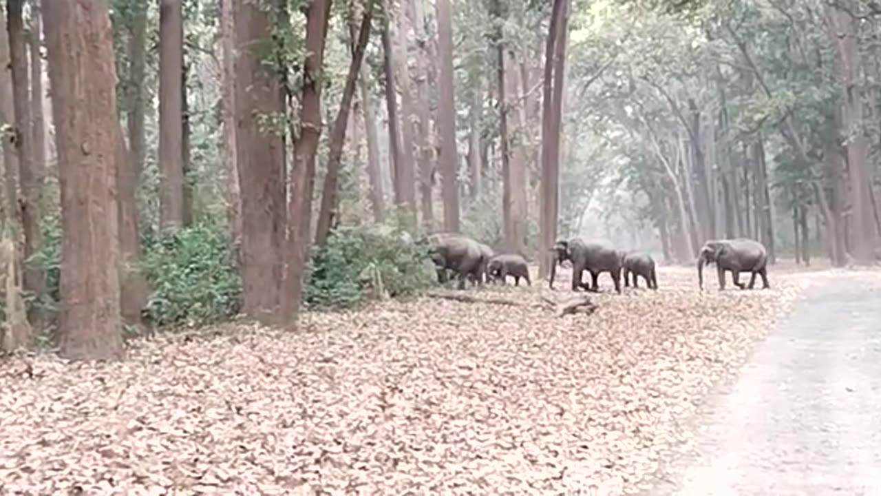 Jim Corbett National park