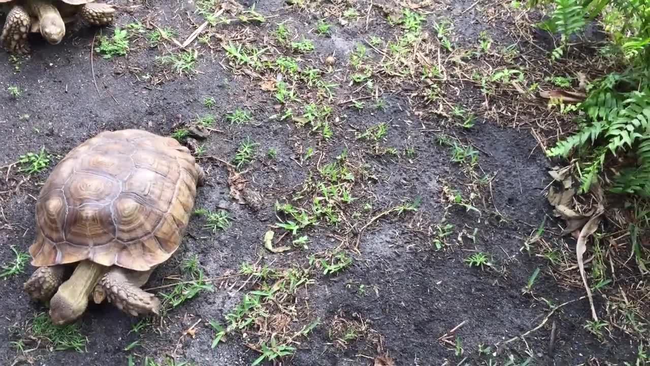 Tortoise eating poo, is it okay?-19