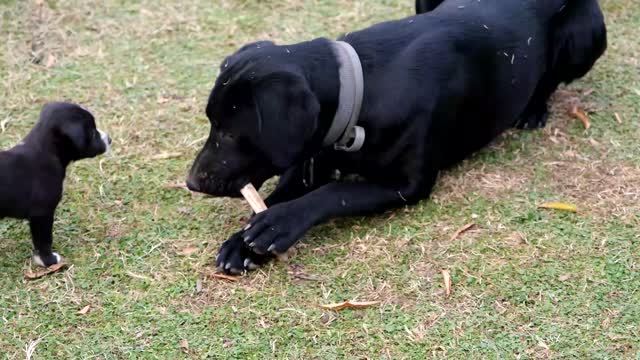 Black dog with her puppies