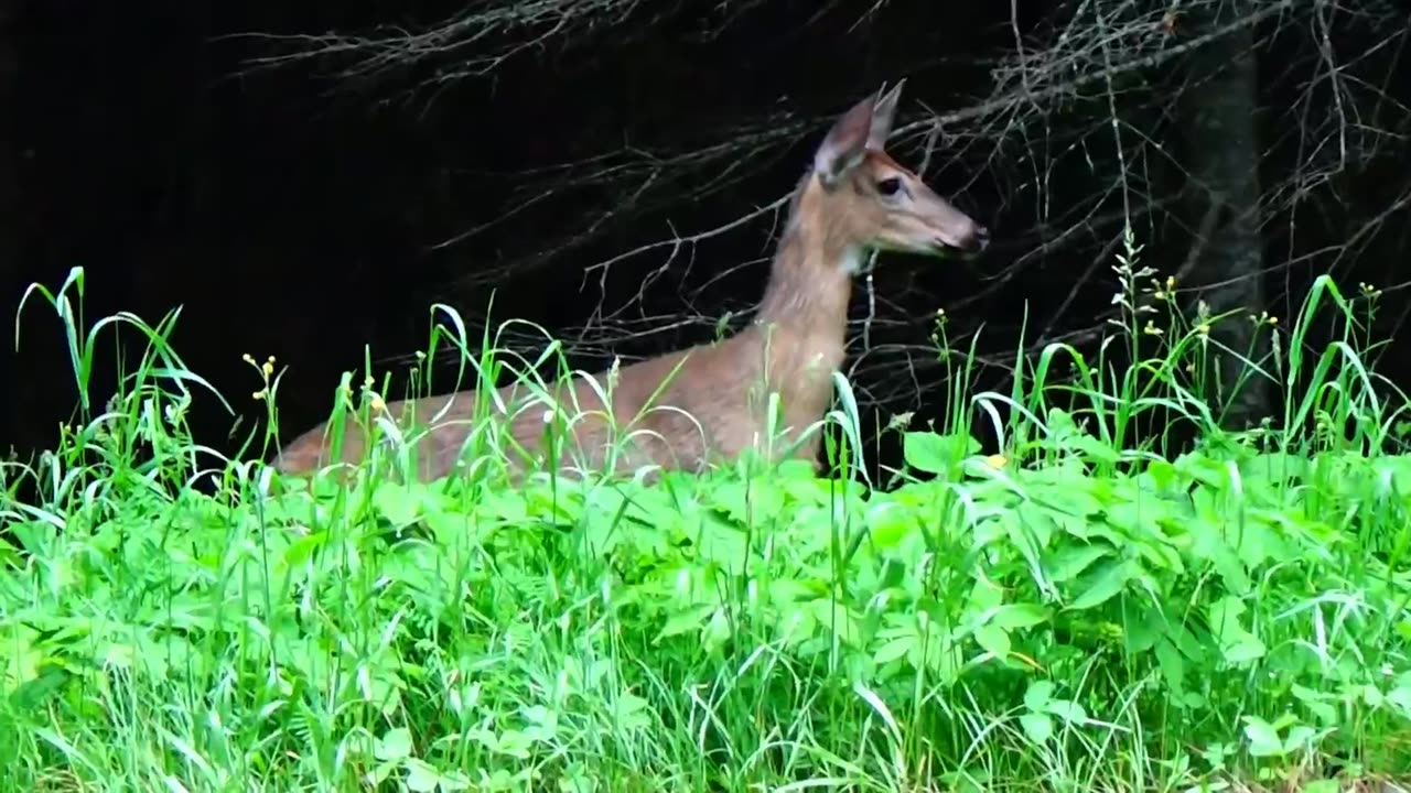 White-tailed deer