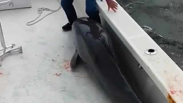 The dolphin accidentally jumped onto the boat