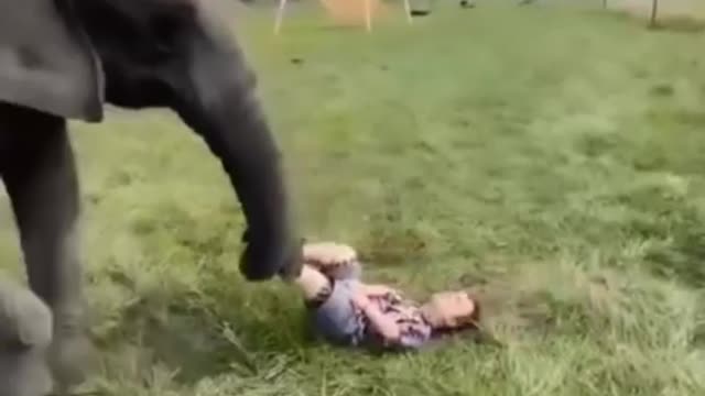 How a little kid 👶 is playing football 🏀with an elephant 🐘